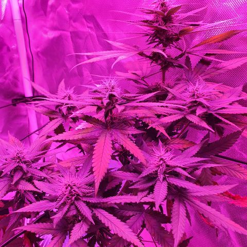 Critical +2 XXL Auto growlog timeline photo