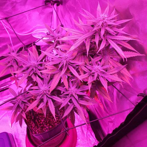 Critical +2 XXL Auto growlog timeline photo