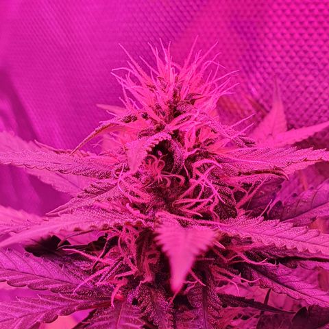 Critical +2 XXL Auto growlog timeline photo