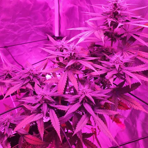 Critical +2 XXL Auto growlog timeline photo