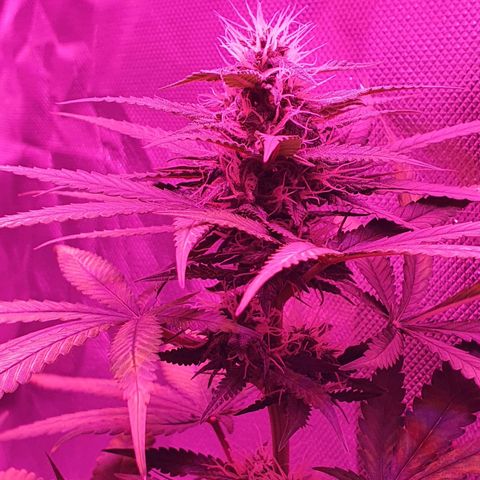 Critical +2 XXL Auto growlog timeline photo