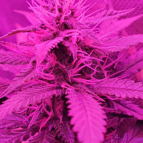 Critical +2 XXL Auto growlog timeline photo