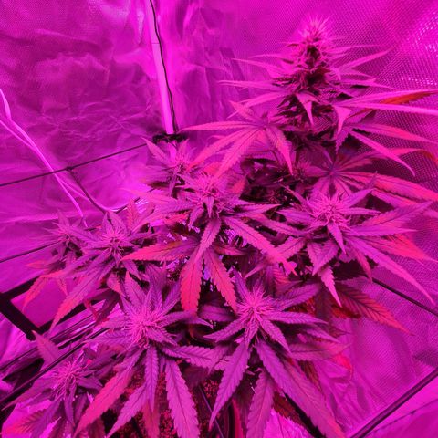 Critical +2 XXL Auto growlog timeline photo