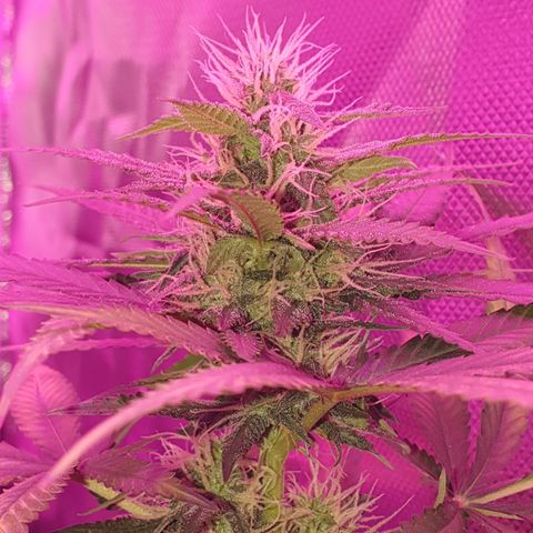 Critical +2 XXL Auto growlog timeline photo