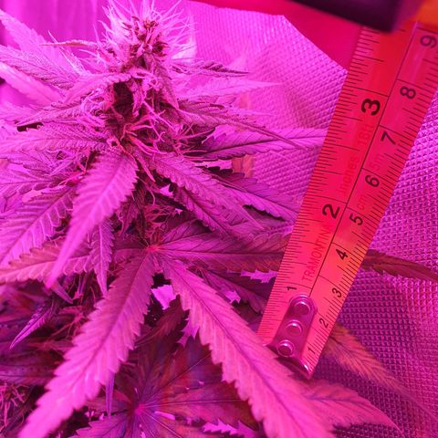 Critical +2 XXL Auto growlog timeline photo