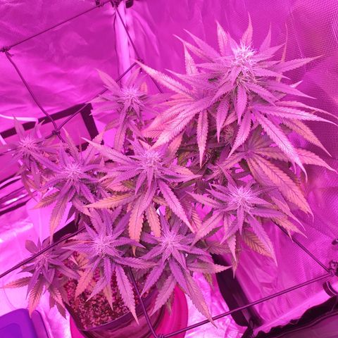 Critical +2 XXL Auto growlog timeline photo