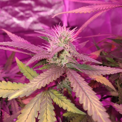 Critical +2 XXL Auto growlog timeline photo