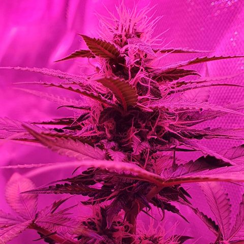 Critical +2 XXL Auto growlog timeline photo