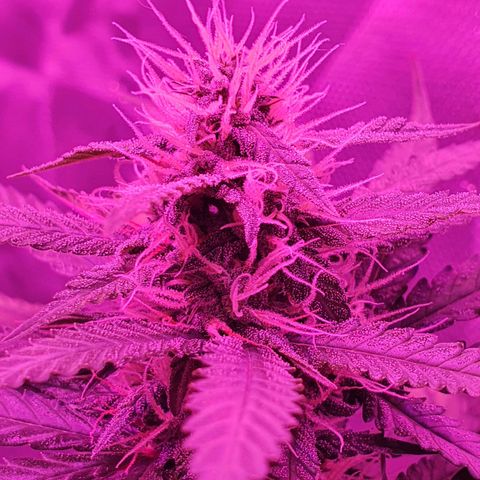 Critical +2 XXL Auto growlog timeline photo