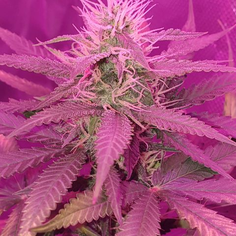 Critical +2 XXL Auto growlog timeline photo