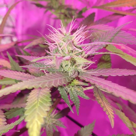 Critical +2 XXL Auto growlog timeline photo