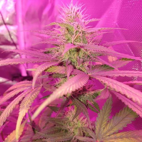 Critical +2 XXL Auto growlog timeline photo