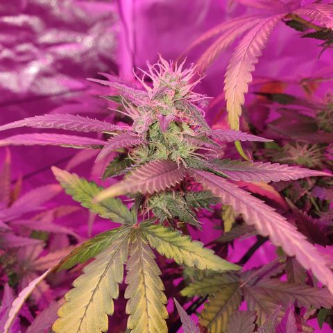 Critical +2 XXL Auto growlog timeline photo