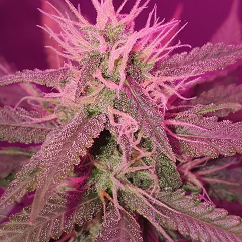 Critical +2 XXL Auto growlog timeline photo