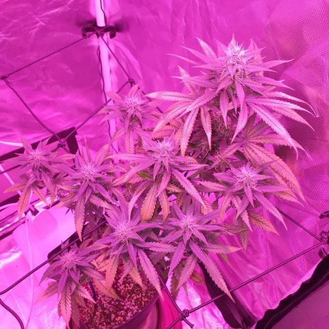Critical +2 XXL Auto growlog timeline photo