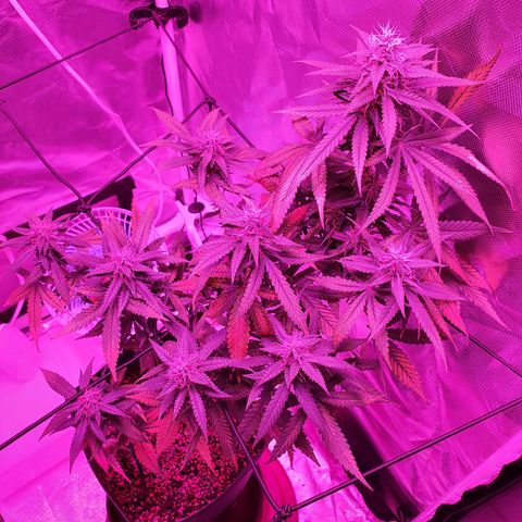 Critical +2 XXL Auto growlog timeline photo