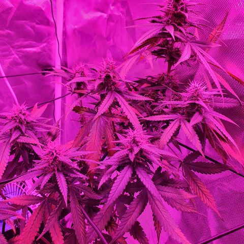 Critical +2 XXL Auto growlog timeline photo