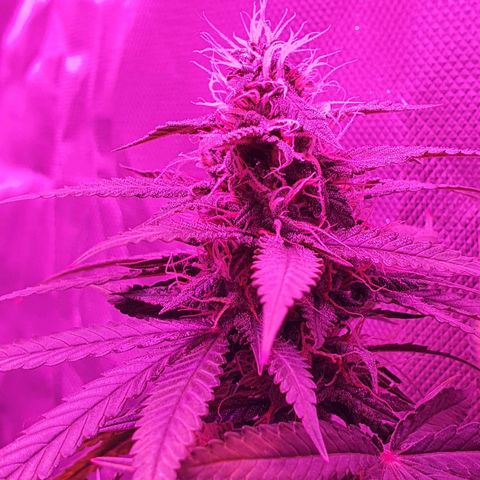 Critical +2 XXL Auto growlog timeline photo