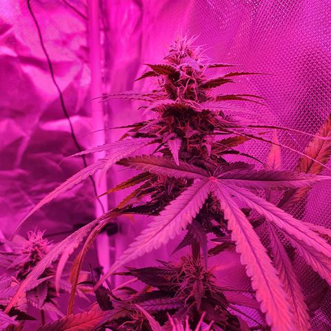 Critical +2 XXL Auto growlog timeline photo