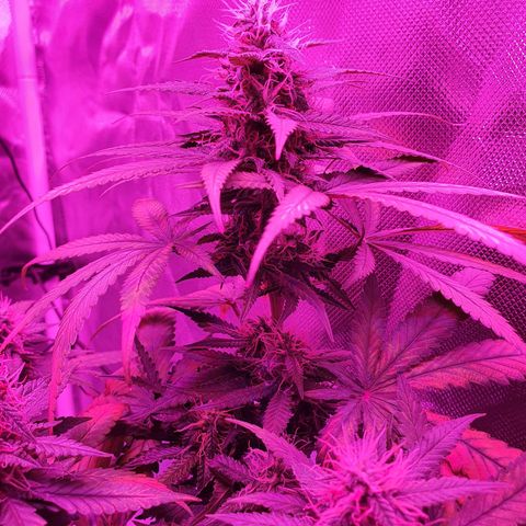 Critical +2 XXL Auto growlog timeline photo