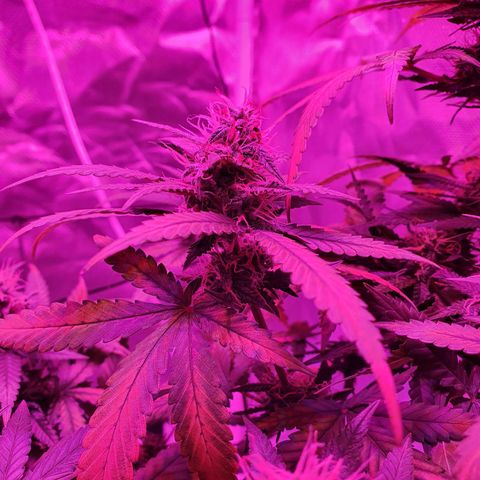 Critical +2 XXL Auto growlog timeline photo