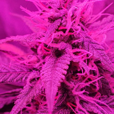 Critical +2 XXL Auto growlog timeline photo