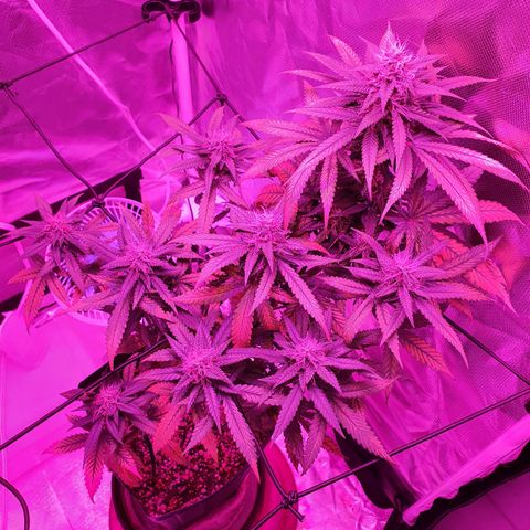 Critical +2 XXL Auto growlog timeline photo