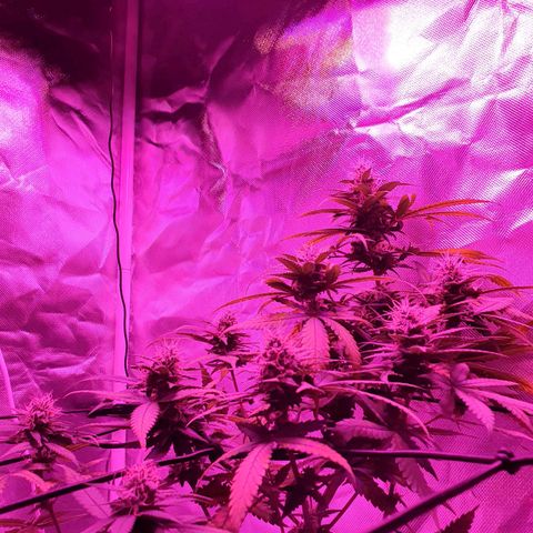 Critical +2 XXL Auto growlog timeline photo