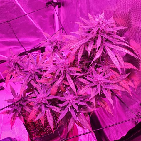 Critical +2 XXL Auto growlog timeline photo