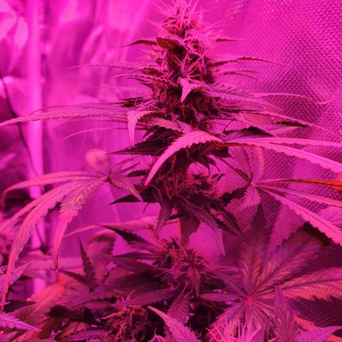 Critical +2 XXL Auto growlog timeline photo