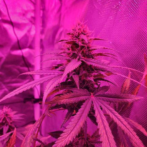 Critical +2 XXL Auto growlog timeline photo