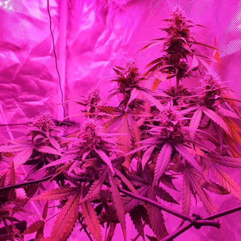 Critical +2 XXL Auto growlog timeline photo