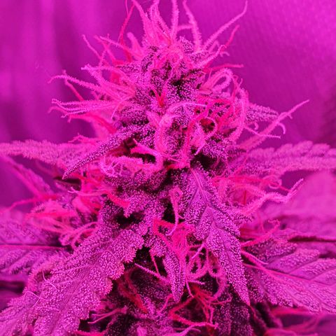 Critical +2 XXL Auto growlog timeline photo