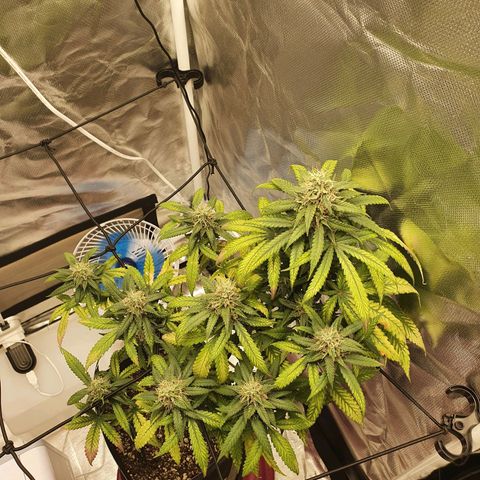 Critical +2 XXL Auto growlog timeline photo