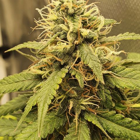 Critical +2 XXL Auto growlog timeline photo
