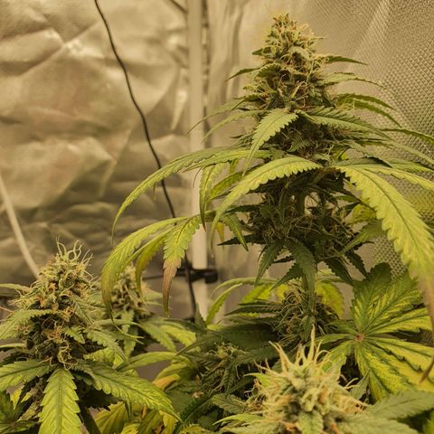 Critical +2 XXL Auto growlog timeline photo
