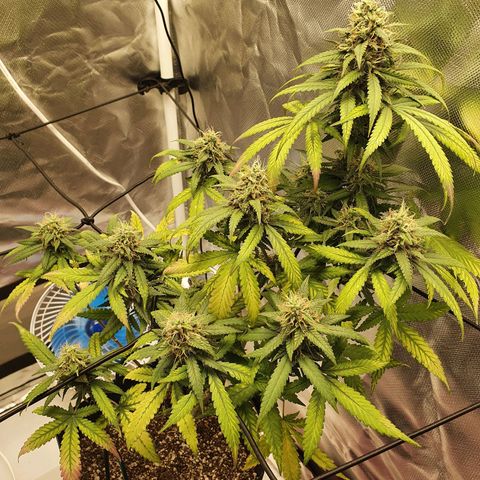 Critical +2 XXL Auto growlog timeline photo
