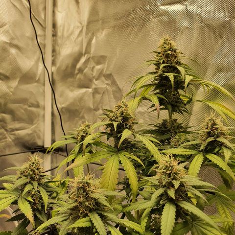 Critical +2 XXL Auto growlog timeline photo