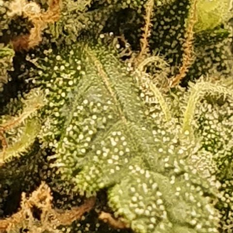 Critical +2 XXL Auto growlog timeline photo