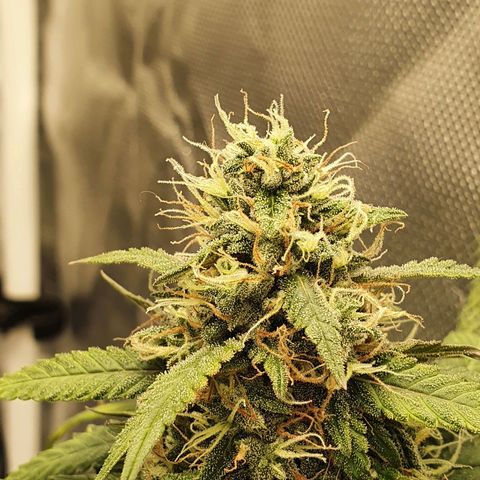 Critical +2 XXL Auto growlog timeline photo