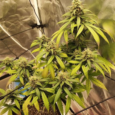 Critical +2 XXL Auto growlog timeline photo