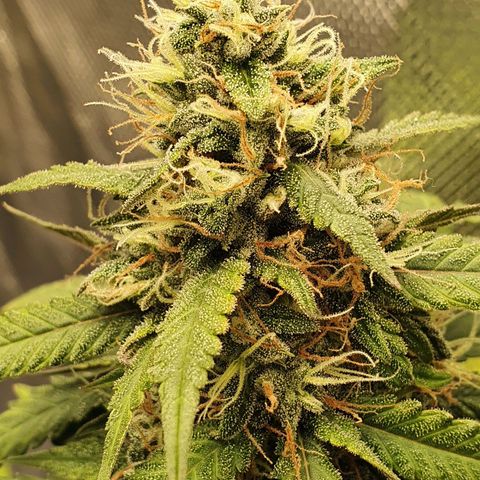 Critical +2 XXL Auto growlog timeline photo