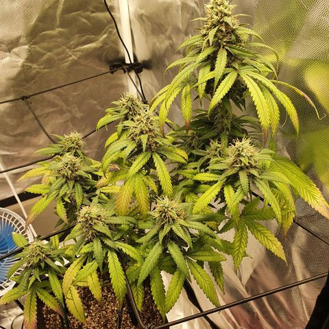 Critical +2 XXL Auto growlog timeline photo