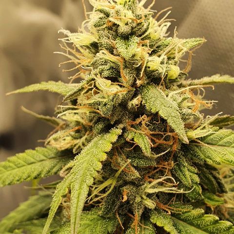 Critical +2 XXL Auto growlog timeline photo