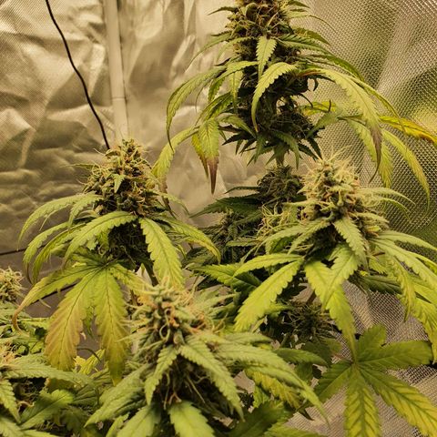 Critical +2 XXL Auto growlog timeline photo