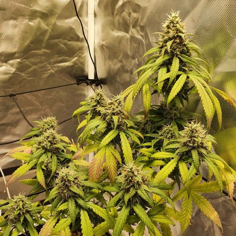 Critical +2 XXL Auto growlog timeline photo