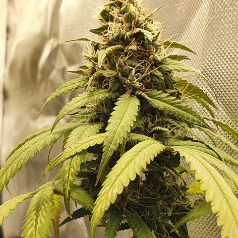 Critical +2 XXL Auto growlog timeline photo