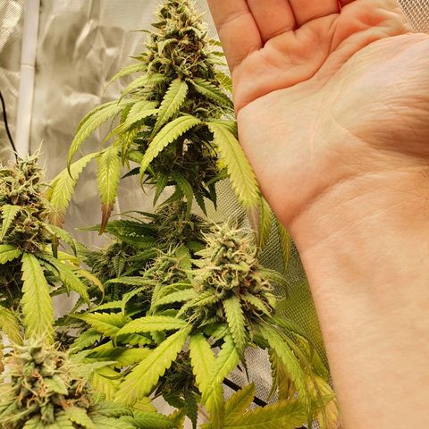 Critical +2 XXL Auto growlog timeline photo