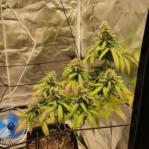 Critical +2 XXL Auto growlog timeline photo