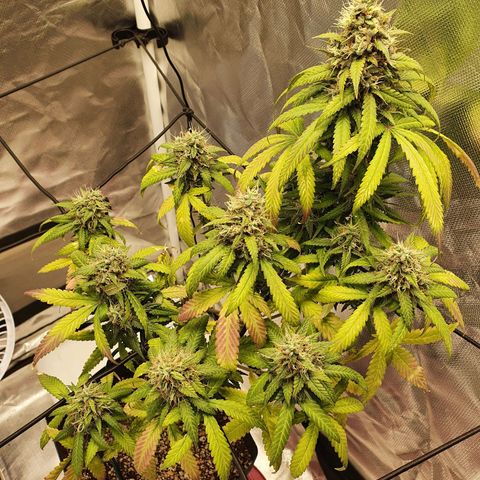 Critical +2 XXL Auto growlog timeline photo